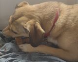 Foto del paso 4 de la receta: Galletitas de avena para perros 🐶