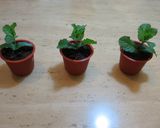 盆栽冰淇淋的食譜步驟3照片