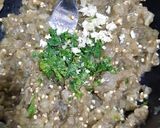 Foto del paso 4 de la receta: Pasta de Berenjenas