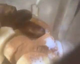 Une image de l'étape 5 de Lait 🍶de poule 🐓 tamarin dattes 🥄🥛💃.
