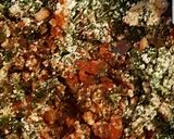 Foto del paso 2 de la receta: Calabaza rellena, gratinada al roquefort!!! 💎una bomba!