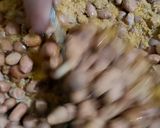 Foto langkah ke 3 dari resep Kacang kribo.