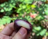 Foto langkah ke 6 dari resep Bola Ubi Mozarella Less Sugar.