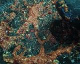 Foto langkah ke 2 dari resep Ikan Gurame Bakar Sambal Kecap.