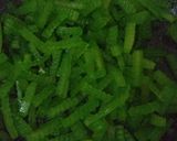 Foto langkah ke 3 dari resep Manisan Kulit Semangka.