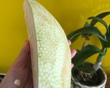 Hình bước làm 1 của món Mít non om rau răm