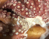 Foto del paso 2 de la receta: Pulpo con patatas