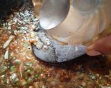 A picture of step 1 of Hot and Sour Soup.