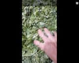 A picture of step 1 of Sarson ka Saag with Makki di Roti.