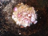 Bali tongkol TT (tahu tempe)