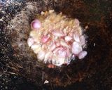 Foto langkah ke 4 dari resep Bali tongkol TT (tahu tempe).