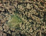 A picture of step 1 of Lighter Eggplant Parmigiana with Meat Sauce (Grilled Eggplant).