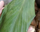 Foto langkah ke 3 dari resep Sayur Nangka.
