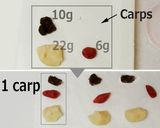 A picture of step 6 of Kanten Wagashi "Carp".