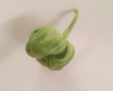 A picture of step 2 of Pojo za maziwa(green grams made with milk).