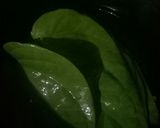 Foto langkah ke 2 dari resep Jus sirih （anti kanker）.