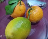 Foto del paso 1 de la receta: Dorada en salsa de cítricos Aroha 🍊🍋, con surimi