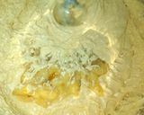 Foto del paso 6 de la receta: Muffins de plátano 🍌