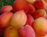 A picture of step 1 of Peach Punch.