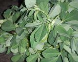 A picture of step 1 of Aaloo methi.