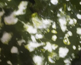 A picture of step 4 of Palak paneer.