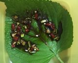 Foto langkah ke 2 dari resep Pickled Perilla Leaves (Kkaennip Jangajji).