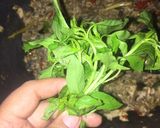 Foto langkah ke 5 dari resep 04. Tongkol suir pedas mampus.