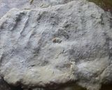 Foto del paso 3 de la receta: Morenitos☻