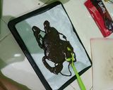 Foto langkah ke 3 dari resep Brownies coklat crispy.
