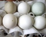 Foto langkah ke 9 dari resep Homemade Salted Egg aka. Telur Asin Masir!!.