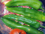 الزفيطي