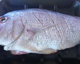 A picture of step 2 of Baked whole snapper.