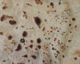 A picture of step 6 of Palak parhta.