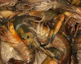 Foto del paso 1 de la receta: Chupe de camarones
