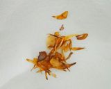 Foto langkah ke 3 dari resep Sego godhog.
