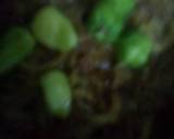 Karely qeema recipe step 6 photo