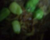 A picture of step 6 of Karely qeema.