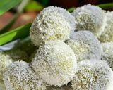 Foto langkah ke 6 dari resep Klepon Ketan Pandan.