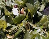Foto del paso 4 de la receta: Berro en ensalada del Nono Nilo