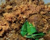 Foto langkah ke 2 dari resep Pais Monyong (Makanan Khas Cirebon).