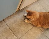 Foto del paso 10 de la receta: Tirabuzones sabatinosss... y que nos larguen los galgosss