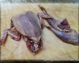 Foto del passaggio 1 della ricetta Quaglie Arrosto Saporite al Mandarino