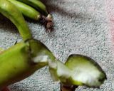 Foto del paso 1 de la receta: Vinagreta de habas y ajos