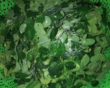 Foto langkah ke 1 dari resep Sayur Daun Kelor Super Simpel.