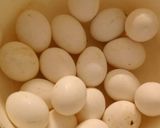 A picture of step 1 of Cheese omlette.