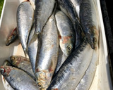 Foto del paso 1 de la receta: Sardinas a la plancha