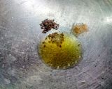 चिचिंडा की सूखी सब्जी रेसिपी चरण 2 फोटो