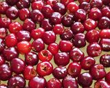 Une image de l'étape 7 de Clafoutis aux cerises.