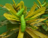Foto langkah ke 3 dari resep 22.Caterpillar cookies mirip aslinya #bikinramadanberkesan.