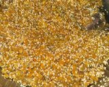 A picture of step 2 of Ginger sesame small laddoo.